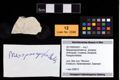 Foto (Objekt + Etikett) von Mesoparapylocheles sp.  (NHMW-GEO-2017-0093-0007)